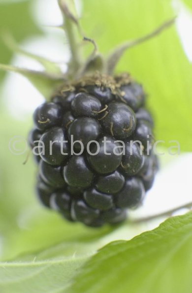 Brombeere--Rubus-fructicosus-12