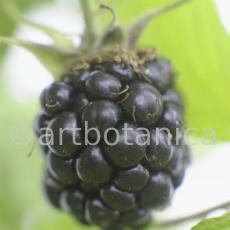 Brombeere--Rubus-fructicosus-12