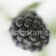 Brombeere- Rubus fructicosus