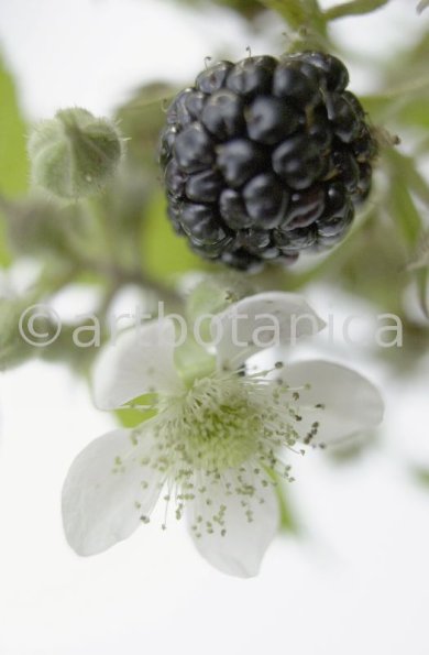 Brombeere--Rubus-fructicosus-22