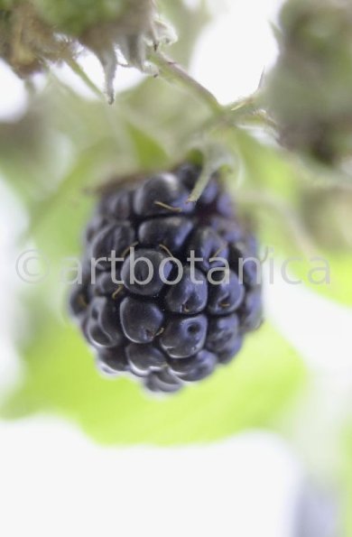 Brombeere--Rubus-fructicosus-6