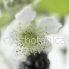 Brombeere--Rubus-fructicosus-13
