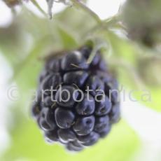 Brombeere--Rubus-fructicosus-6