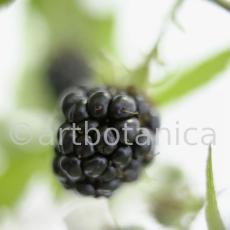 Brombeere--Rubus-fructicosus-16