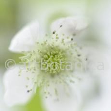 Brombeere--Rubus-fructicosus-8