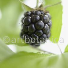 Brombeere--Rubus-fructicosus-14