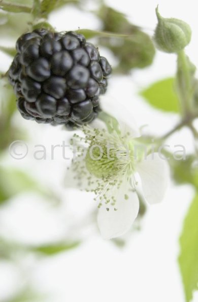 Brombeere--Rubus-fructicosus-25