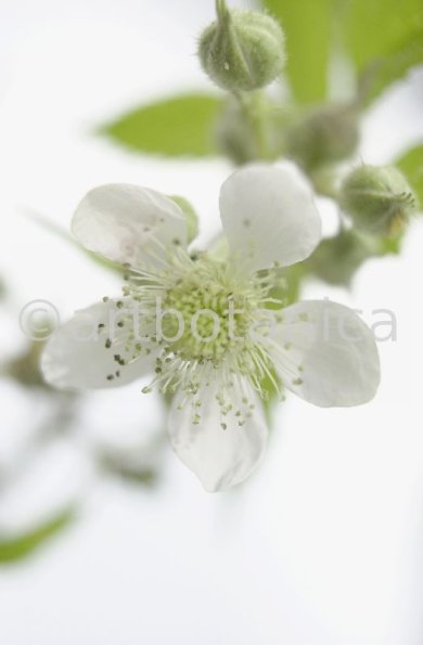 Brombeere--Rubus-fructicosus-20