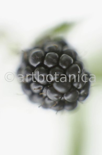 Brombeere--Rubus-fructicosus-9