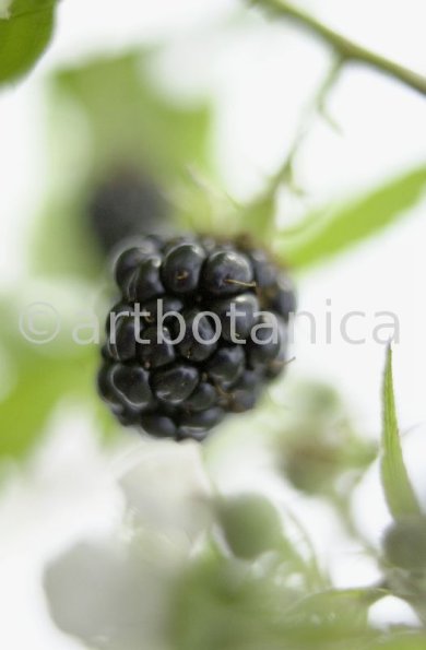 Brombeere--Rubus-fructicosus-16