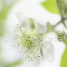 Brombeere--Rubus-fructicosus-2