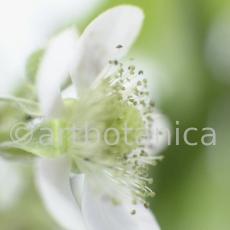 Brombeere--Rubus-fructicosus-19