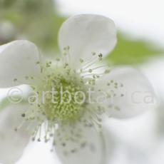 Brombeere--Rubus-fructicosus-18