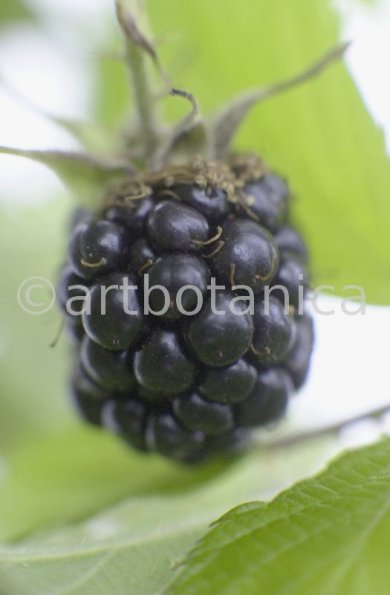 Brombeere--Rubus-fructicosus-11