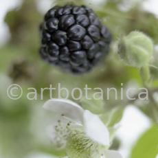Brombeere--Rubus-fructicosus-23