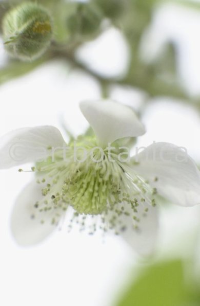 Brombeere--Rubus-fructicosus-17