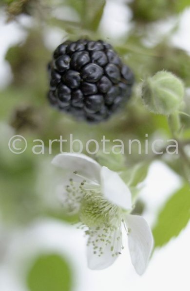 Brombeere--Rubus-fructicosus-23