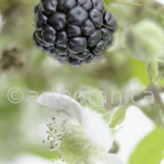 Brombeere--Rubus-fructicosus-24