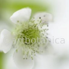 Brombeere--Rubus-fructicosus-7