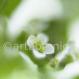 Brunnenkresse-Nasturtium officinalis