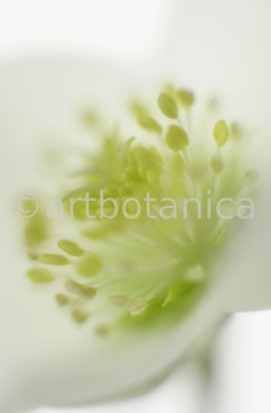 Christrose-Helleborus-niger-26