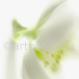 Christrose- Helleborus nigra