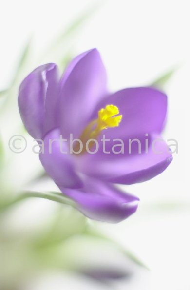 Krokus-Crocus-sativus-6