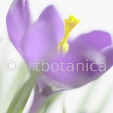 Krokus-Crocus-sativus-2
