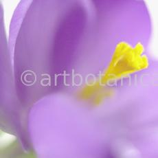 Krokus-Crocus-sativus-17