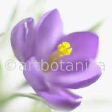 Krokus-Crocus-sativus-6