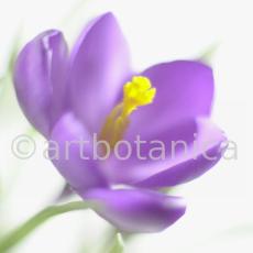 Krokus-Crocus-sativus-7