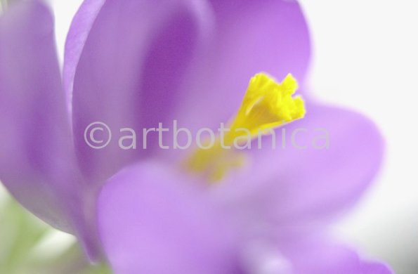 Krokus-Crocus-sativus-17