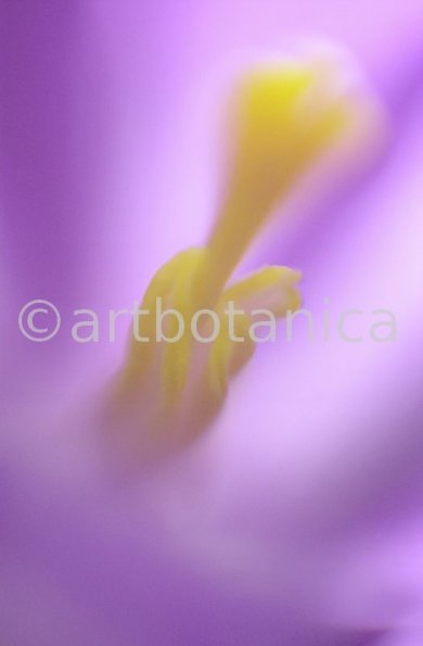 Krokus-Crocus-sativus-12