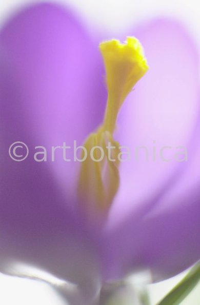 Krokus-Crocus-sativus-10