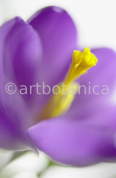 Krokus-Crocus-sativus-16