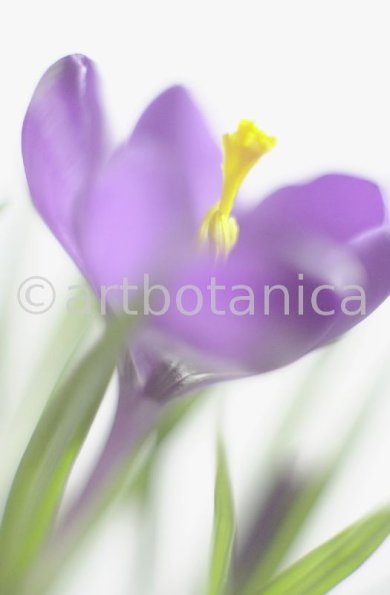 Krokus-Crocus-sativus-2