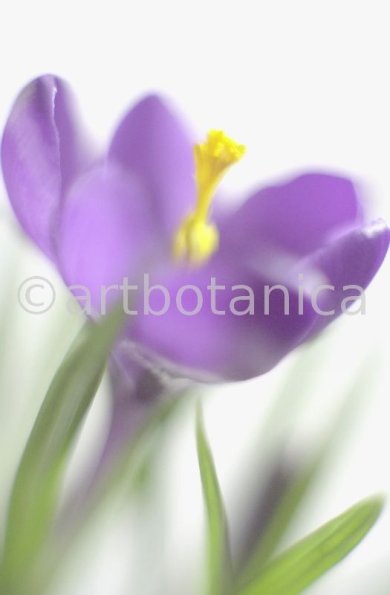 Krokus-Crocus-sativus-3