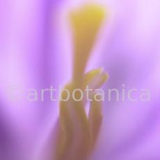 Krokus-Crocus-sativus-11