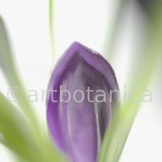Krokus-Crocus-sativus-8