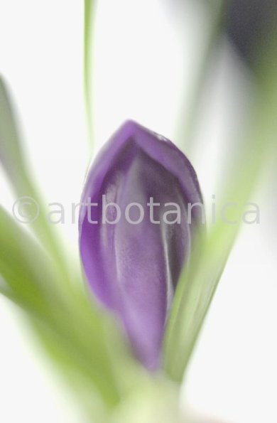 Krokus-Crocus-sativus-8