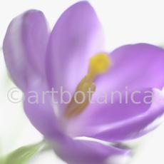 Krokus-Crocus-sativus-1