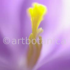 Krokus-Crocus-sativus-13