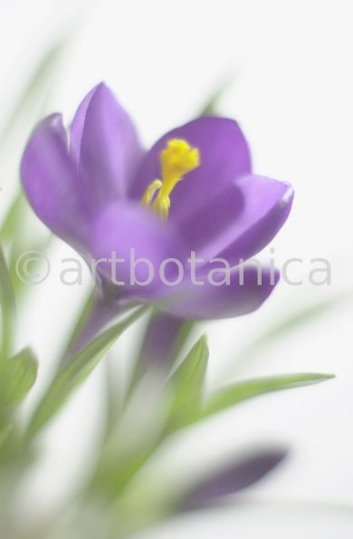 Krokus-Crocus-sativus-4