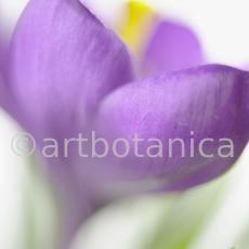Krokus-Crocus-sativus-9