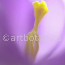 Krokus-Crocus-sativus-10