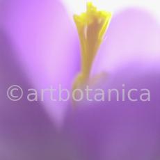 Krokus-Crocus-sativus-14