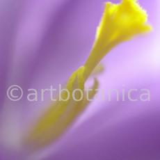 Krokus-Crocus-sativus-18