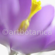 Krokus-Crocus-sativus-15