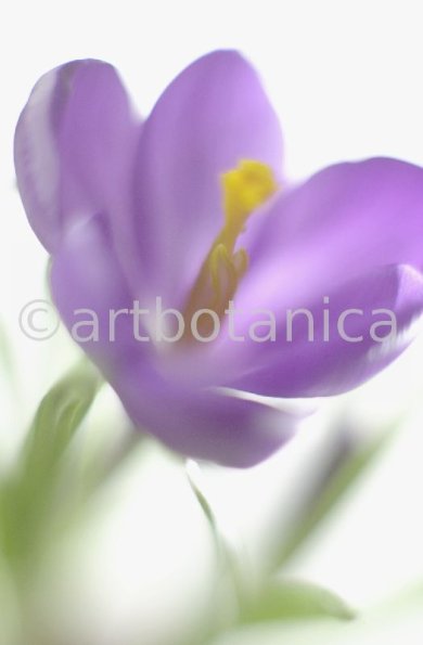 Krokus-Crocus-sativus-5