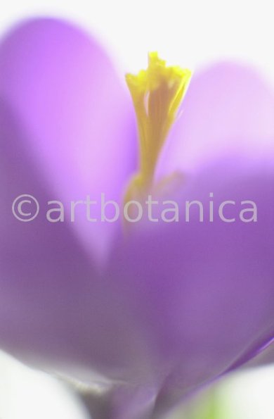Krokus-Crocus-sativus-14